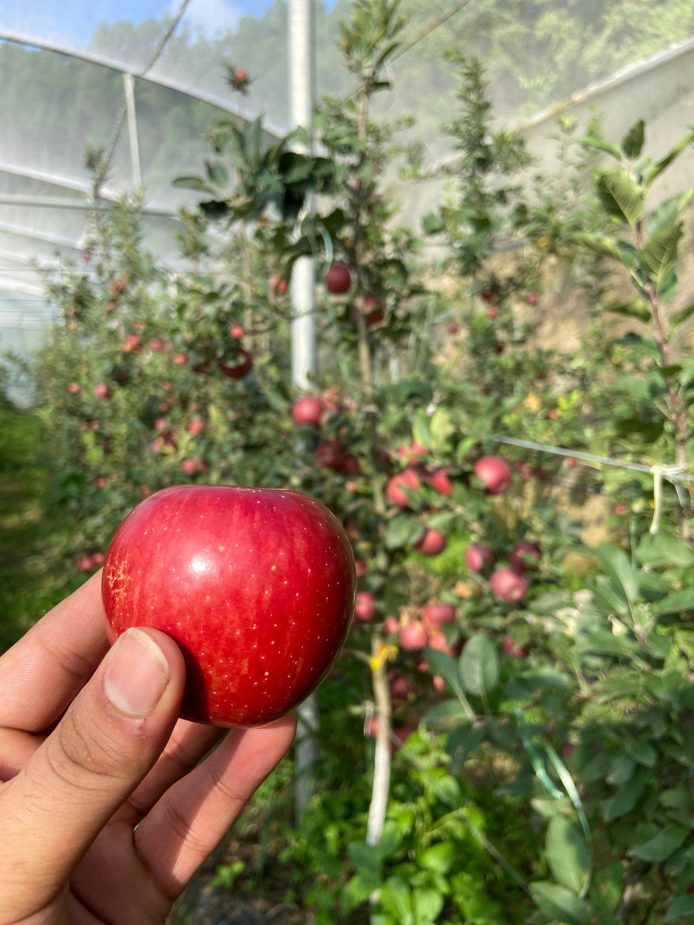 Organic Apples