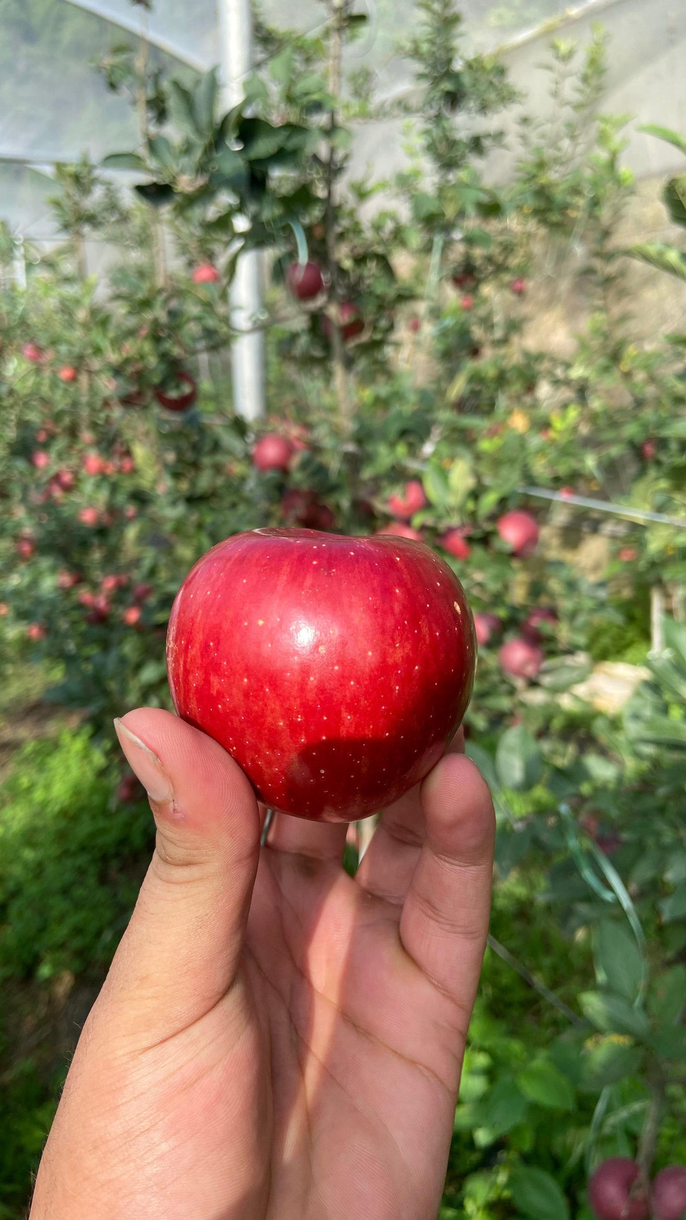 Organic Apples