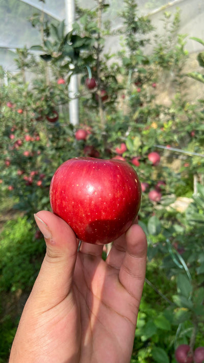 Organic Apples