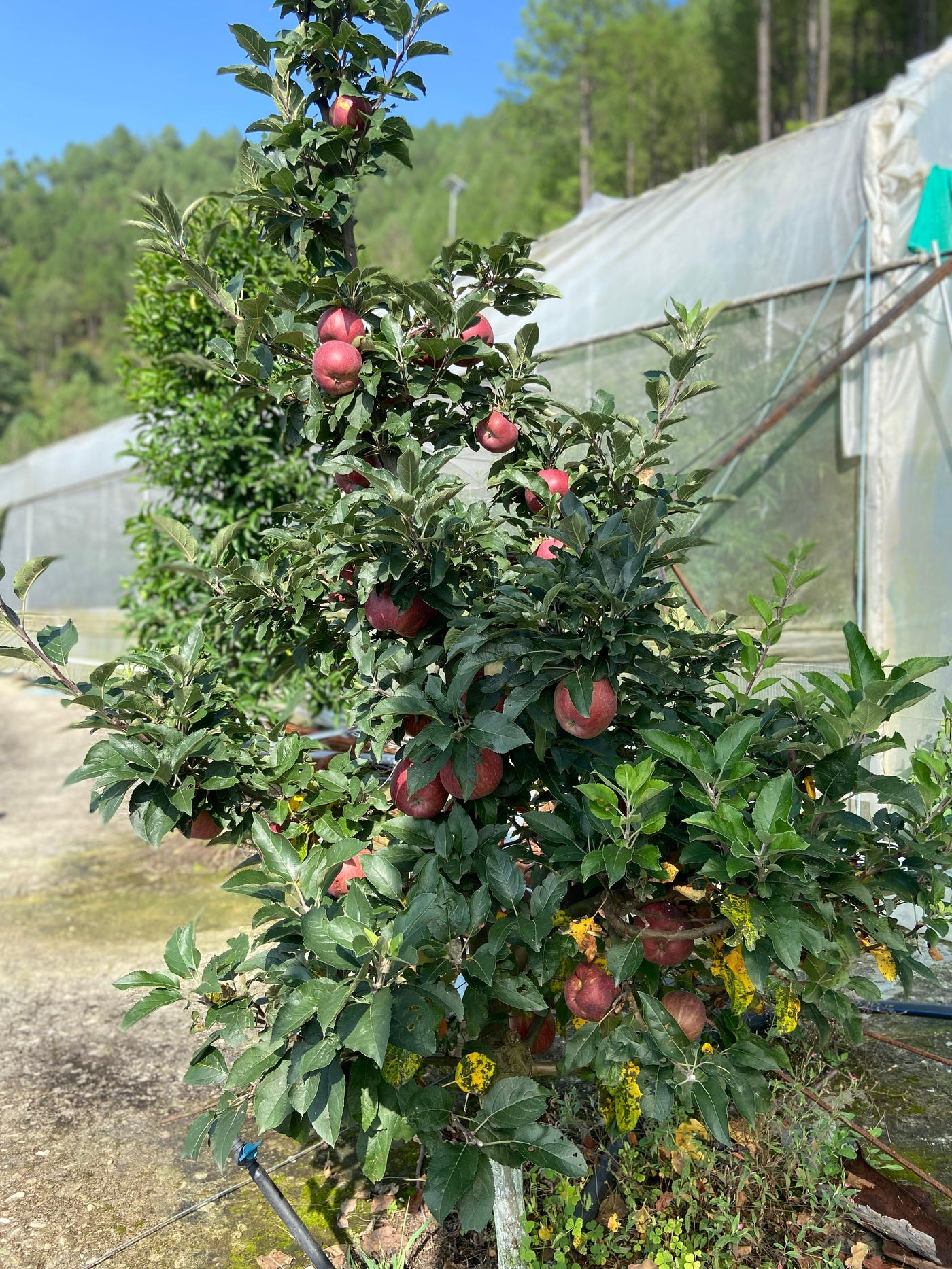 Organic Apples