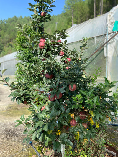 Organic Apples