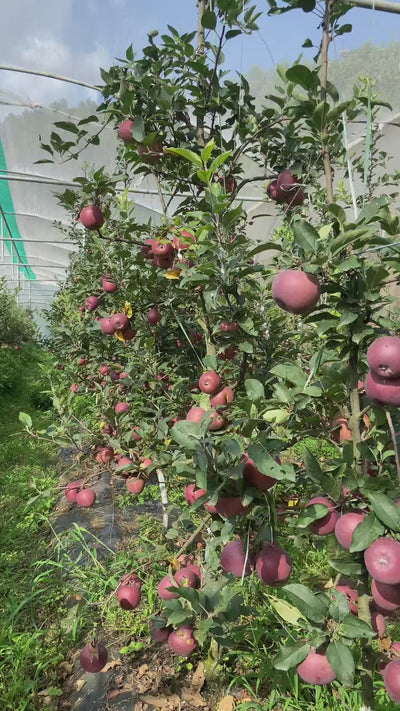 Organic Apples